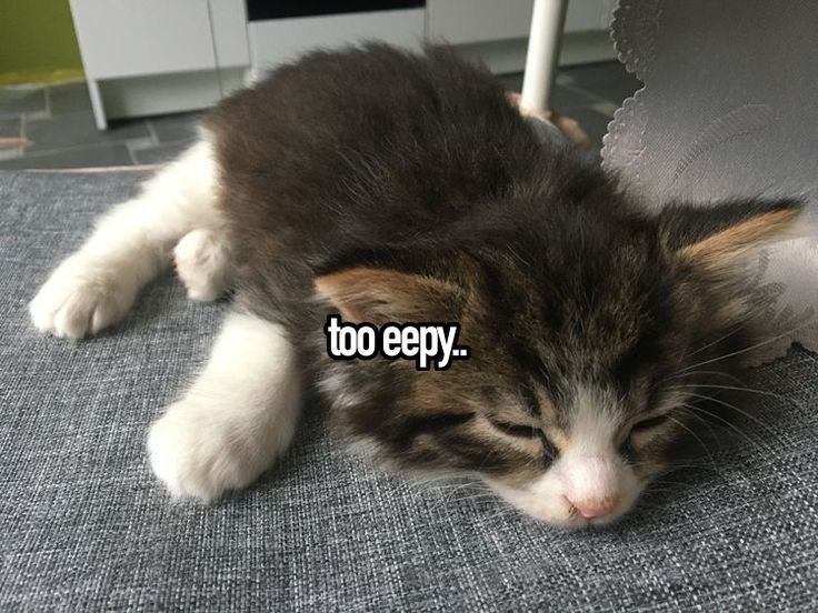 smol silly cat (@catsillyness) on Twitter photo 