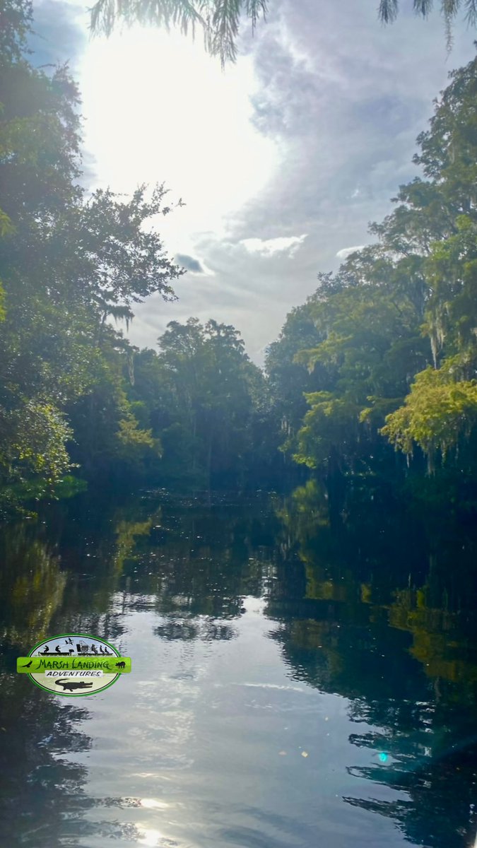 OrlandoEcoTour's tweet photo. Experience breathtaking views on every tour with us! Shingle Creek boasts stunning photo opportunities at every turn. It doesn't get any better than this! #headwateroftheeverglades #shinglecreek #centralflorida #photography #nativeflorida #livelikealocal #floridacracker #cypress https://t.co/LDaCfiQndI