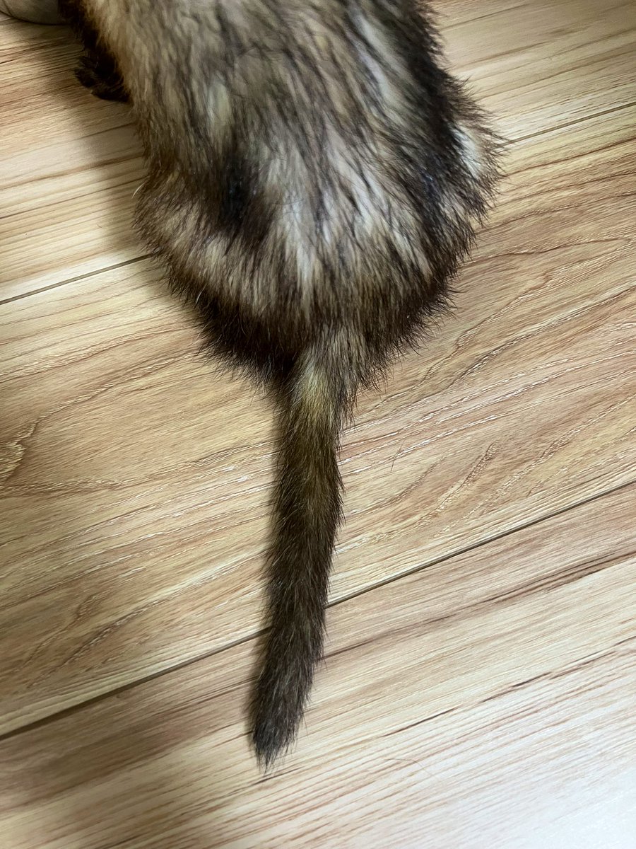 PeChEReInEBoSs's tweet photo. おはげの尻尾が1ヶ月ちょっとで元通り😎
前の子から使ってるけどやっぱ良き
#フェレット
#マーシャル
#スキンケア
#ドクパル
#Docpal
#ペット用化粧水
#AVANCE https://t.co/77MyDH8nky