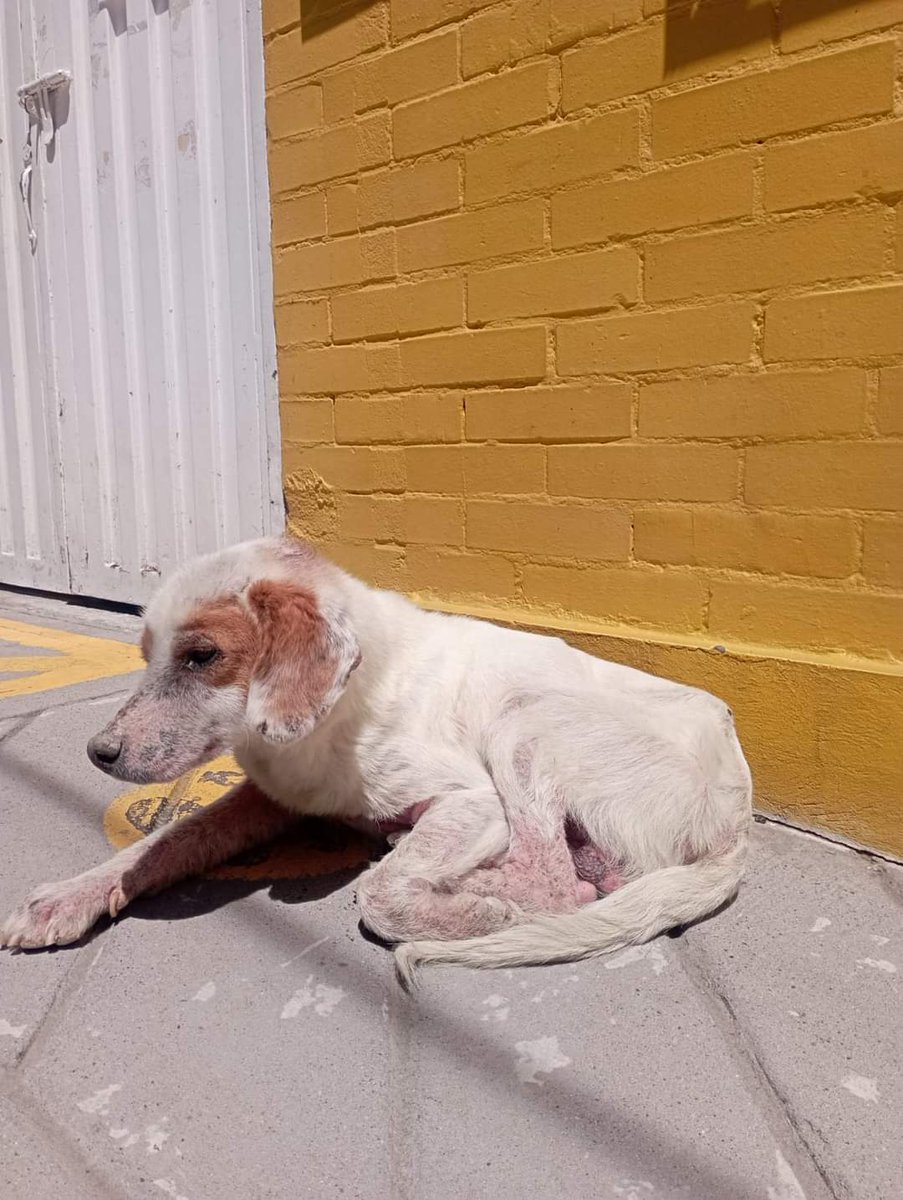 grand_lili's tweet photo. Desde hace meses vengo suplicando que por ayuden a este perrito q cada día q pasa esta más deteriorado, su piel supura sangre, hace dos semanas una sra nos hizo el favor de darle Nexgard, con mucho pesar porq tenía mucha hambre junto con otro amiguito q lo acompaña, ella no👇👇 https://t.co/LjEzQkfztv