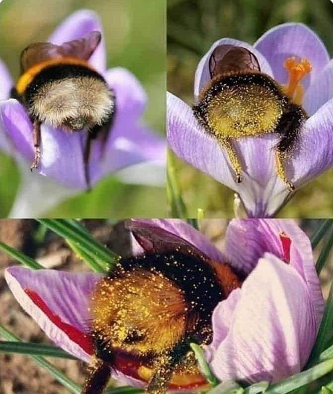 Las nalgas más bonitas y valiosas del planeta.