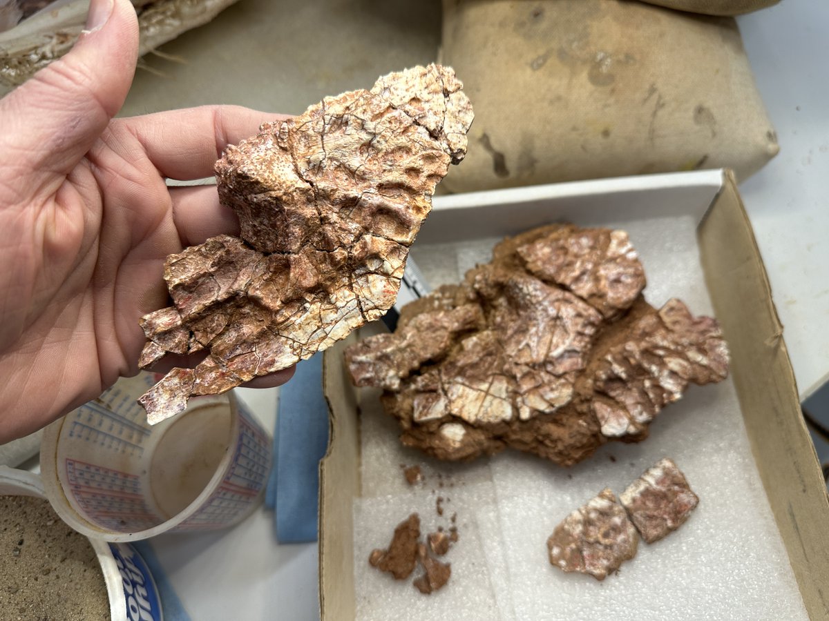 Another #Triassic specimen for #FossilFriday. Multiple #osteoderms of #Desmatosuchus (DMNH 9940) from the Post Quarry, west Texas. Collected 1977, these #aetosaur armor plates were pretty blown up until @PerotMuseum team started reassembly last month. #paleontology #fossils