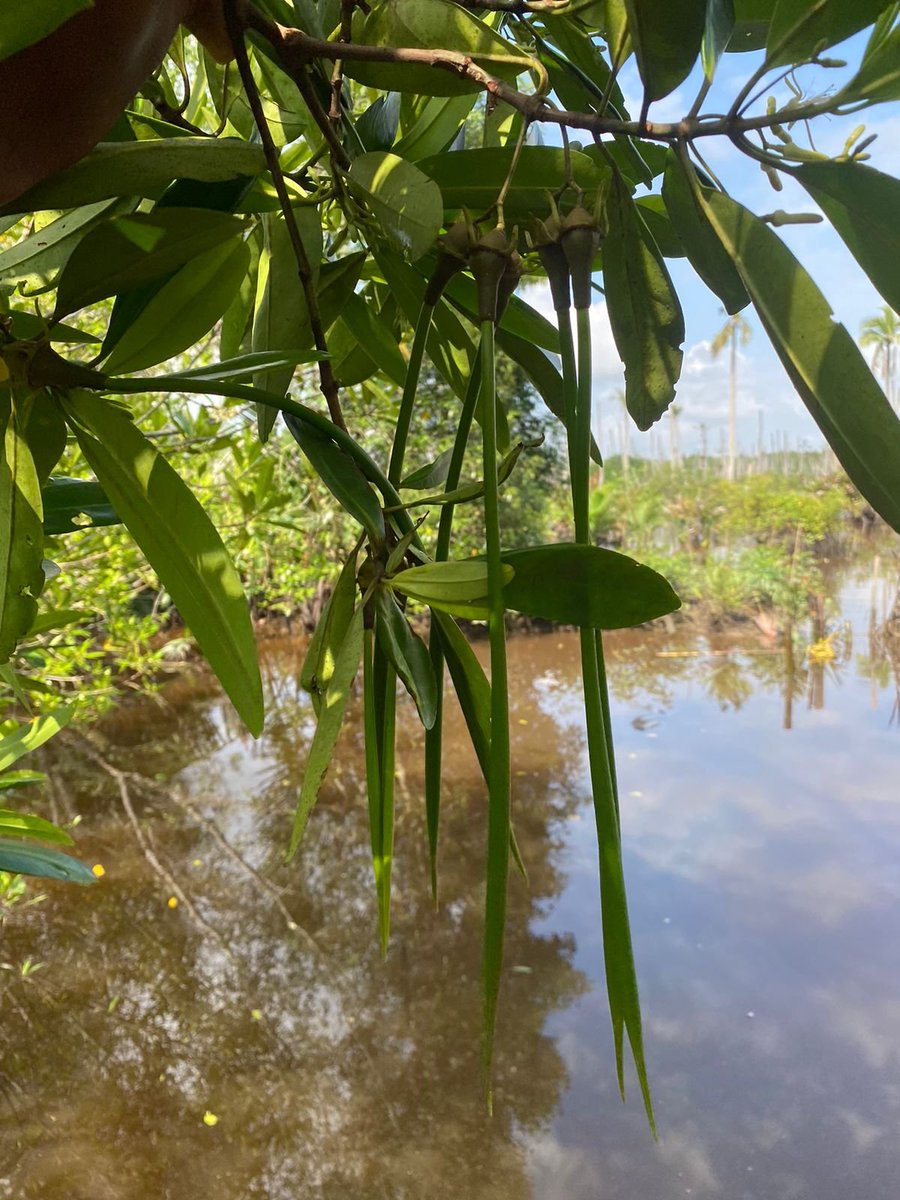 #WorldWetlandsDay2024  These are #mangroves in Indragiri Hilir, the largest mangrove ecosystem in Riau Province