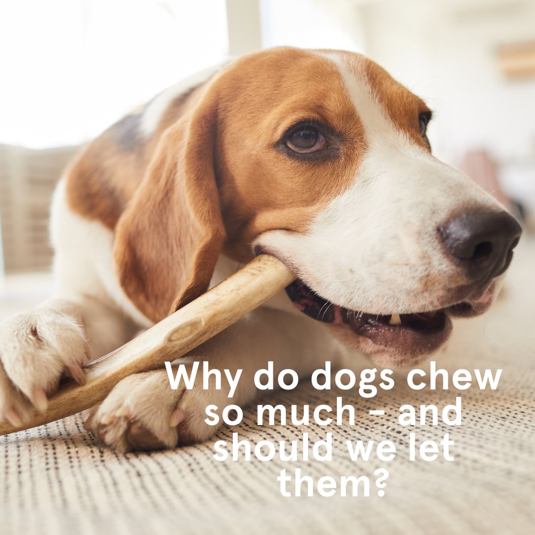 Professor Paul McGreevy is asking dog owners what they give their dogs to chew on - and how this helps them. Take part in this landmark study.

Dog owners can complete the survey here sydney.edu.au/news-opinion/n…