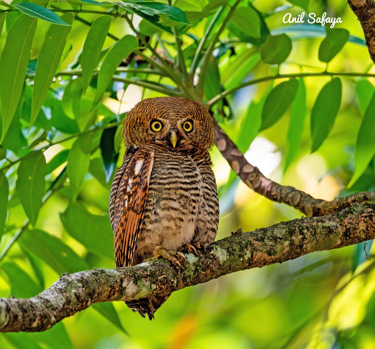 Forest owlet- listed as Endangered on the IUCN Red List since 2018, Threatened foremost by deforestation.
 #incrediblebirding #TwitterNatureCommunity #IndiAves #NaturePhotography #BirdsPhotography #BirdTwitter #birdwatching #BBCWildlifePOTD #NatureBeauty
