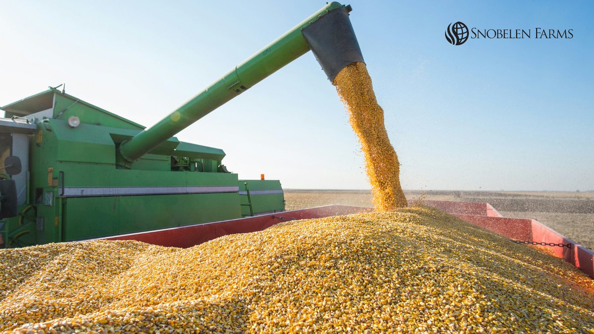 SnobelenGrain's tweet photo. Grain marketing can be complex. Our expert team navigates the markets, blending insights, experience and a touch of optimism! Your success is our priority.
#OntAg #GrowWithUs #QualityWithoutCompromise https://t.co/TQOSwLVKnm