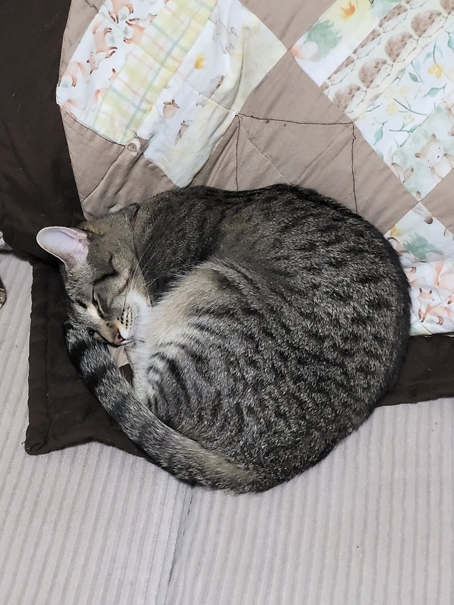 aniashes's tweet image. Everybody stop and look at my cat sleeping in the shape of a heart 😻
