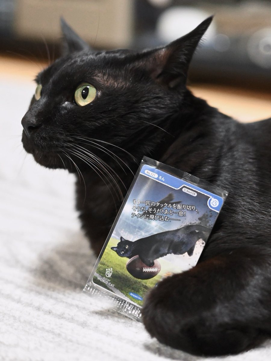 昨年にひきつづきホームセンターのカインズさんが開催する『ニャンズ