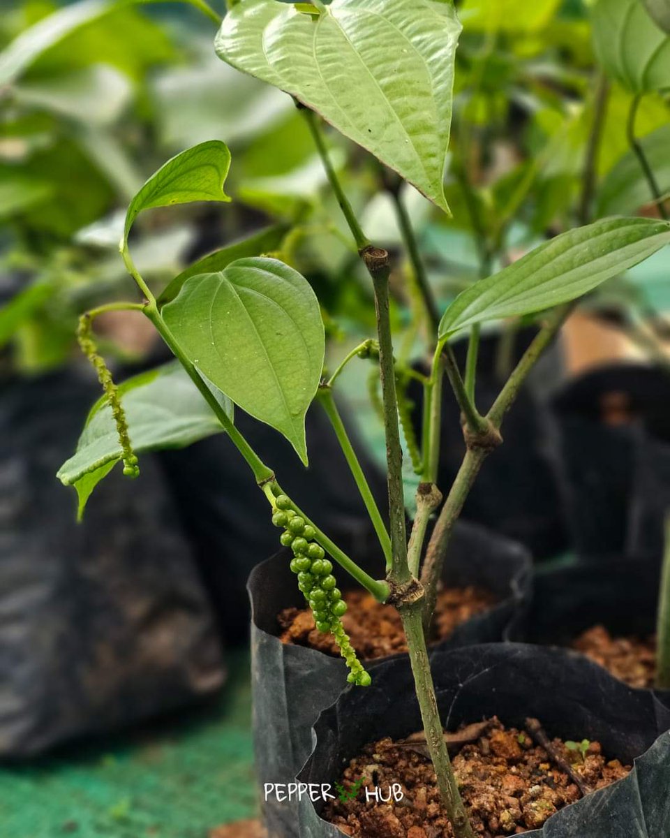 Pepper Hub tweet media