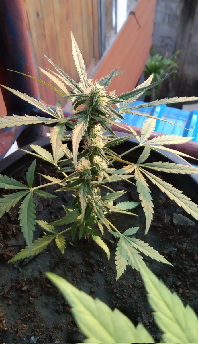 OutbackAnd's tweet image. Gorilla Zkittlez auto just a little balcony bonsai.