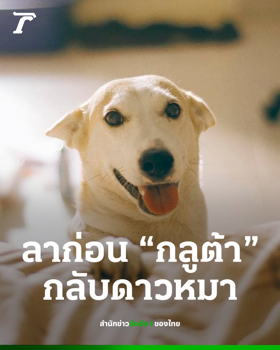 Thairath_News tweet media