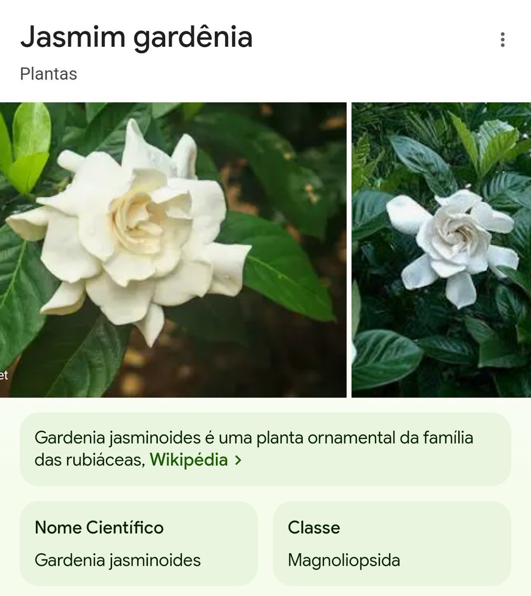 brendasafra's tweet photo. a flor do meu nascimento é uma diva 😭❤️ https://t.co/249jVARYgO