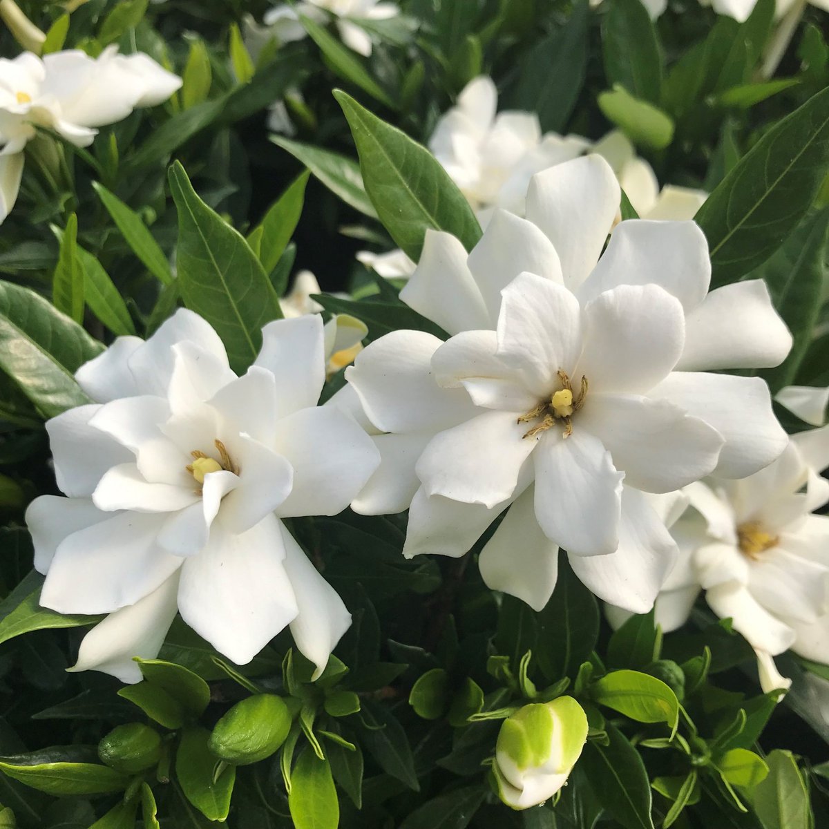 brendasafra's tweet photo. a flor do meu nascimento é uma diva 😭❤️ https://t.co/249jVARYgO
