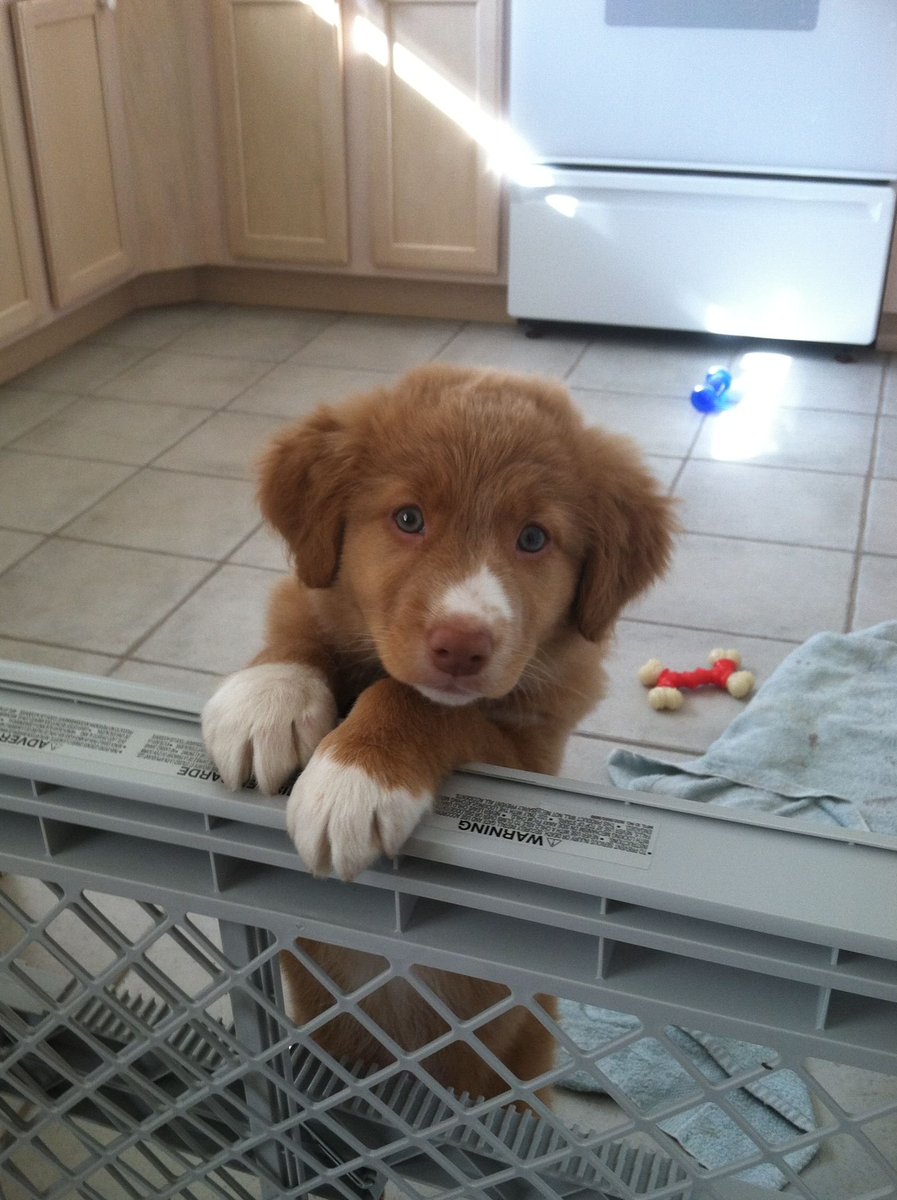 Popularpuppies © (@popularpuppies3) on Twitter photo 