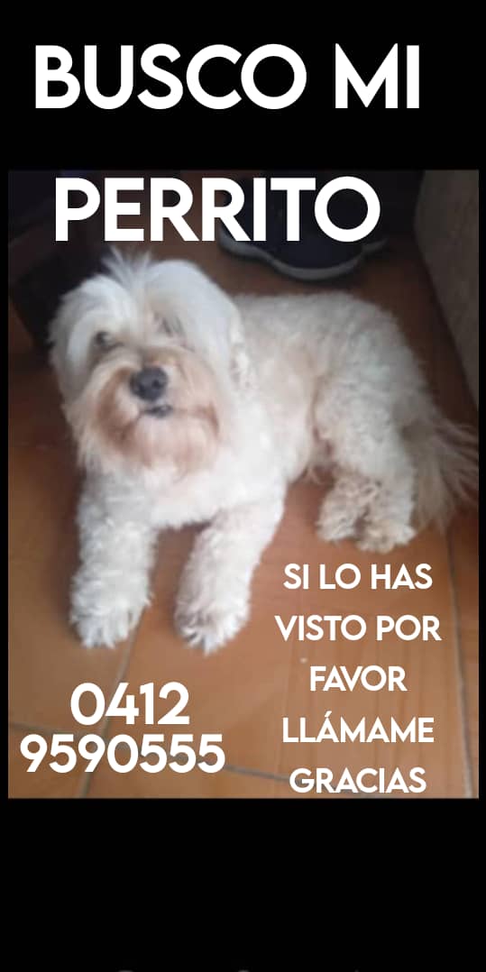 Su familia lo busca, el Valle Caracas RP <a href="/luzvictoria08/">VICTORIA</a>: Perdido en El Valle, si lo ves por favor agárralo y llama, la dueña es una niña y está inconsolable 😔Gracias