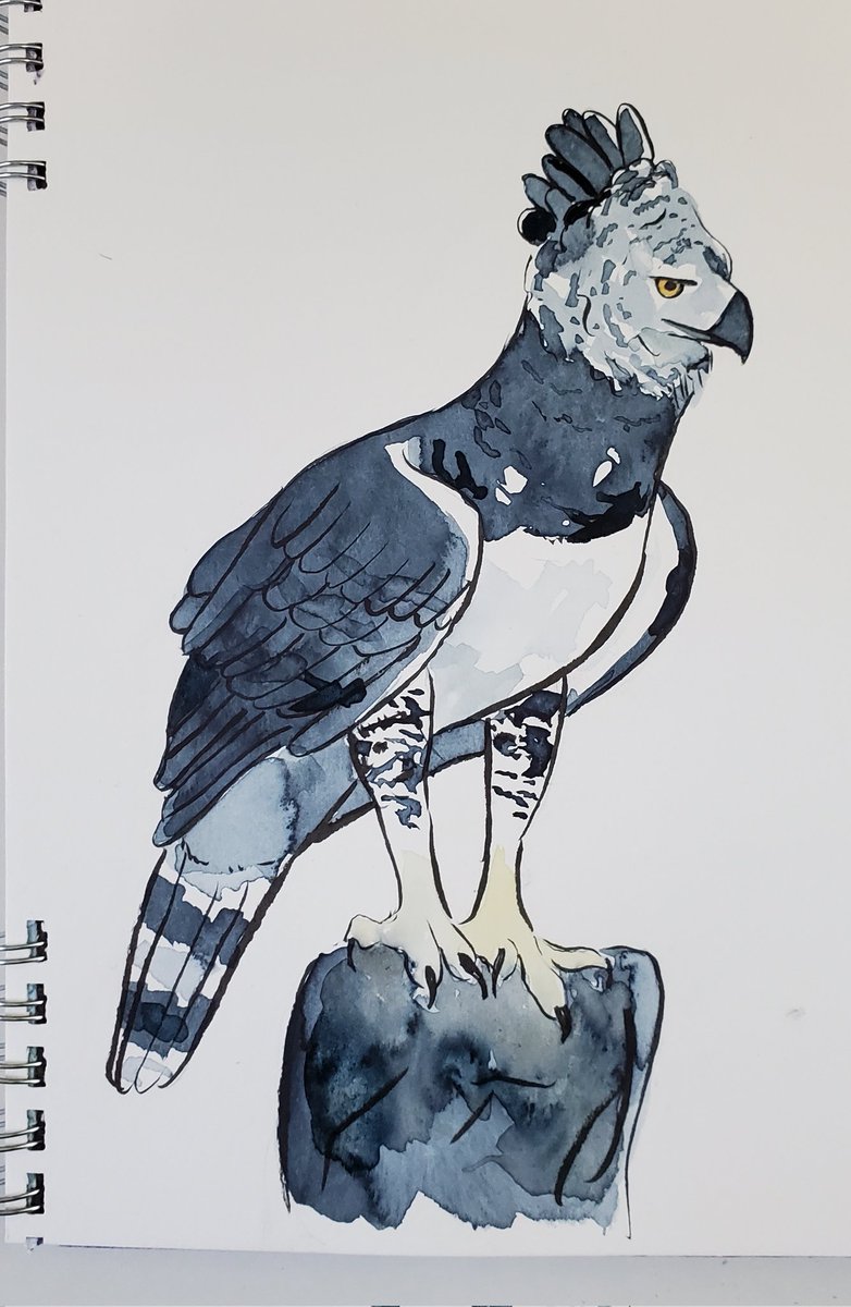 #Birbfest Day 30: Harpy Eagle. #Birbfest2024 #Watercolors