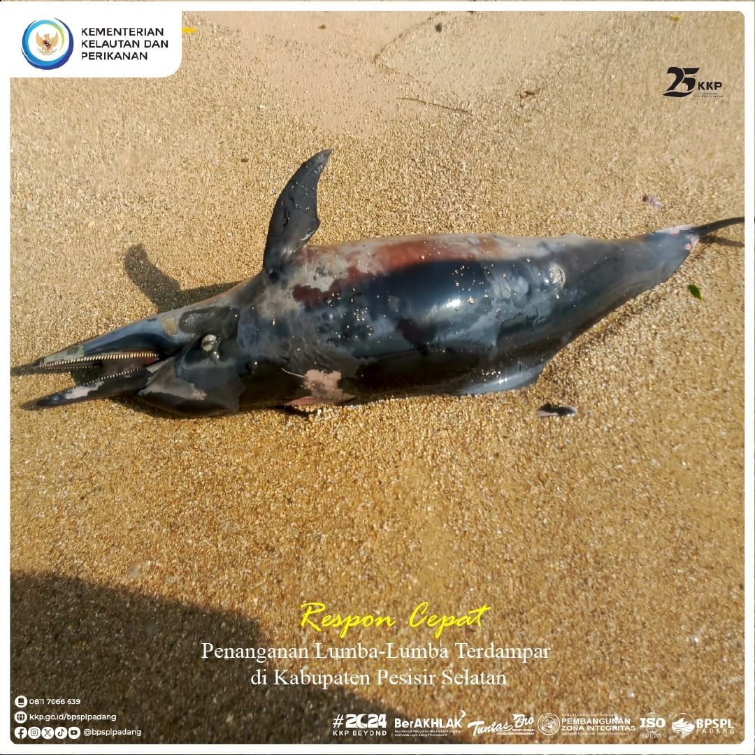 BPRLPadang's tweet photo. #SahabatBahari, #BPSPL Padang melakukan respon cepat melalui koordinasi penanganannya pada Selasa (30/01).
Selengkapnya di: https://t.co/WWCZ25QXpN
#25TahunKKP #SailBeyondWithBlueEconomy #2024KKPBeyond #EkonomiBiru #KKPGOID #MenteriKKP https://t.co/QXZ4uGHCac