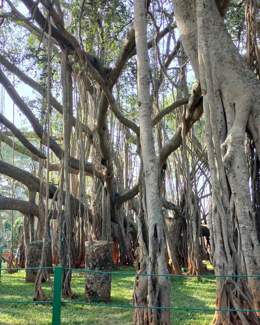 Dodda Aladamara Banyan tree sketches-4th largest banyan tree #banyantree #urbansketches #naturejournaling #botanicalart