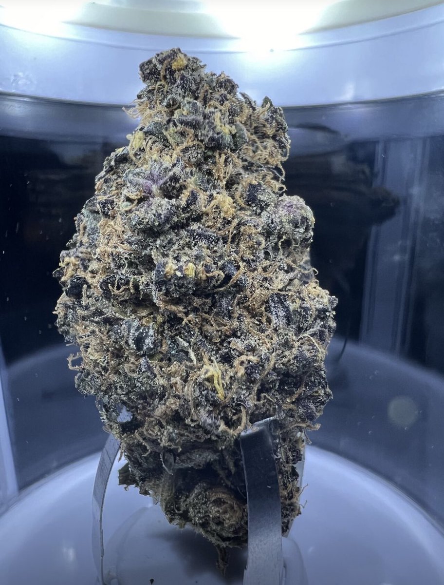 Purple Guava 💜🥭
Now available in 14g Slimebags across Ontario 

Photo from <a href="/montrosecanada/">MONTROSE CANNABIS</a> - you can find our new line-up at their shop 🙌