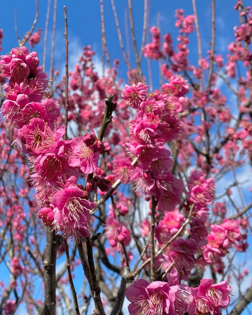 2024-2-1日本平からの富士山
紅梅が見頃となりました

濃い紅色の花をお団子みたいに枝にいっぱい咲かせていました

上へ上へと伸びる枝も力強く迫力のある佇まい

ほぼ満開を迎えた紅梅は見応えありましたよ

ｸﾞｯ! ( *˙︶˙*)و🌸🌸🌸