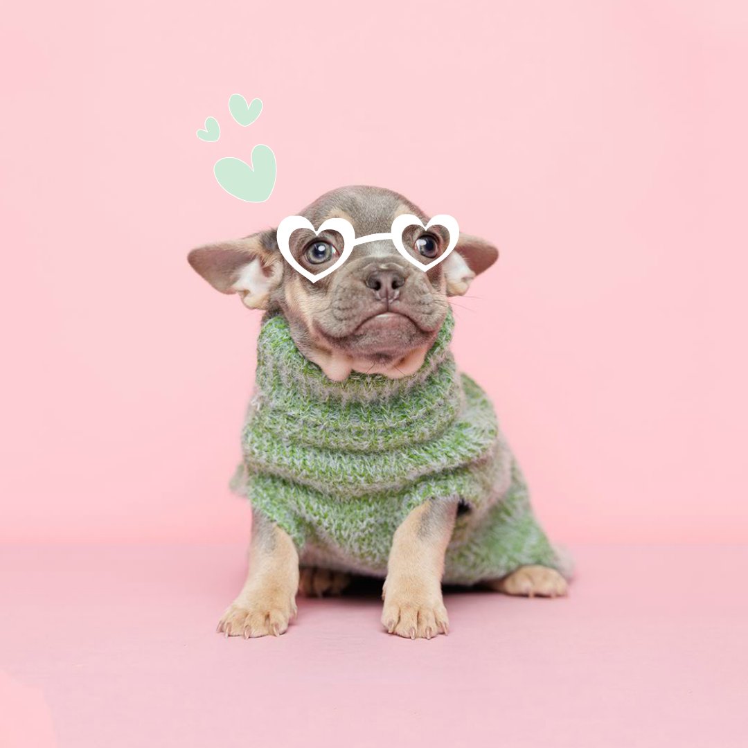 🎉 Exciting News! 🐾 Our puppy store has adorable new arrivals! 🐶💕 Healthy, vaccinated, and ready for forever homes. Visit us today to meet your new best friend! #PuppyLove #NewArrivals