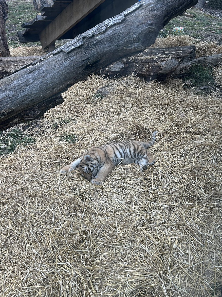 it is very important you all know that the baby tigers born at the cleveland zoo in november are now big enough to hang out in the enclosure