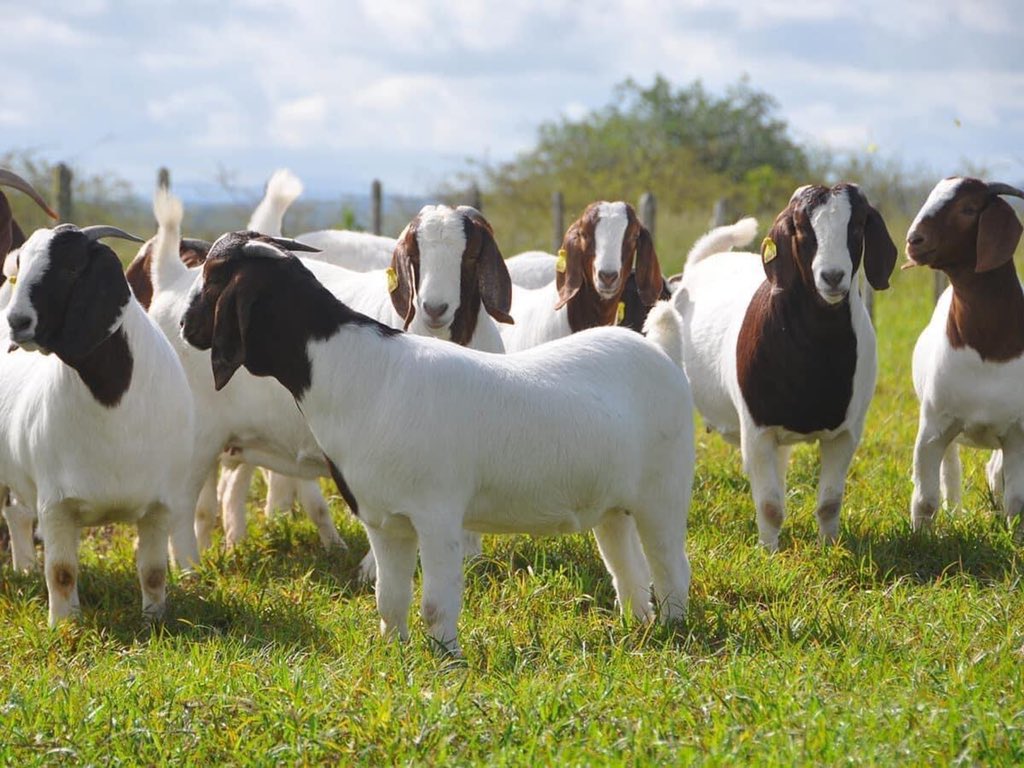 Start #Goat #Farming in 2024:
Farming is another form of banking system. Let's say you buy 10–20 goats. This then becomes your fixed deposit. These goats will give you a guaranteed birth every year. If you take good care of them, they can give you twins or triplets…
#goatfarming