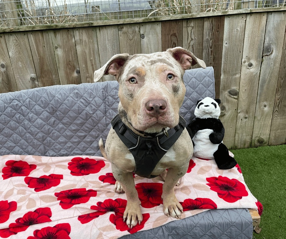 Life coaching & wellness services (@good_vibes_up) on Twitter photo R.I.P. COCONUT.......victim of #XLBullyBan ๐๐๐ญ
Only 10 months old....just a baby.
From <a href="/HopeRescue/">Hope Rescue</a> #UK:
A DIFFICULT POST TO WRITE
Weโve thought long and hard about whether to speak about this today.
We could carry on behind closed doors, but transparency is a key value R.I.P. COCONUT.......victim of #XLBullyBan ๐๐๐ญ
Only 10 months old....just a baby.
From <a href="/HopeRescue/">Hope Rescue</a> #UK:
A DIFFICULT POST TO WRITE
Weโve thought long and hard about whether to speak about this today.
We could carry on behind closed doors, but transparency is a key value