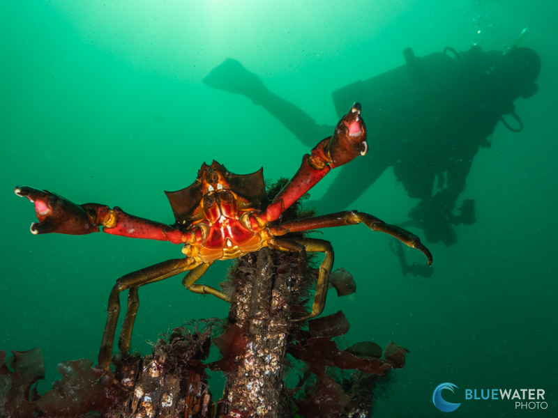 This cool photo was captured with the OM System TG-7 - no need for a wide angle lens here to get a diver in the same frame as the crab! 

Check out the full OM System TG-7 Review: uwphotographyguide.com/om-system-tg-7…
