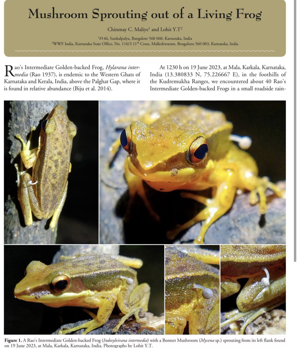 Nothing quite gets my attention from a google scholar alert like, “mushroom sprouting out of a LIVING FROG” 
🐸🍄🤯

➡️ journals.ku.edu/reptilesandamp…