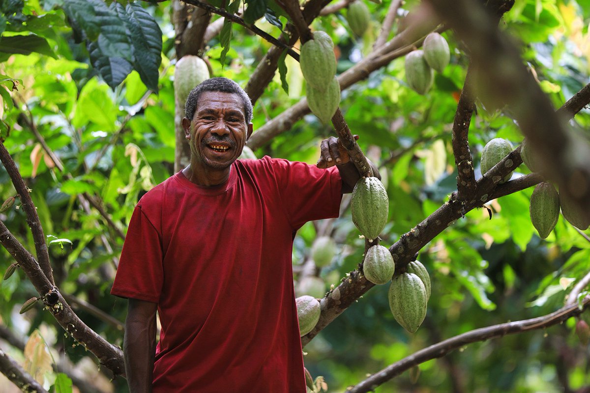 wafigolpujv's tweet photo. Enabling local communities to earn a significant and sustainable income from agriculture is a core focus for the WGJV.
The success of the WGJV’s ‘mining chocolate’ cocoa development program speaks for itself. Families in... read more at https://t.co/724H2SeYr9 https://t.co/RV5xBnVzec