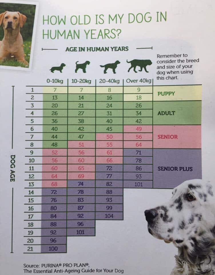 iwannab00's tweet image. กลูต้าอายุยืนมาก . . 18 ปีหมา🤍
#GlutaStory