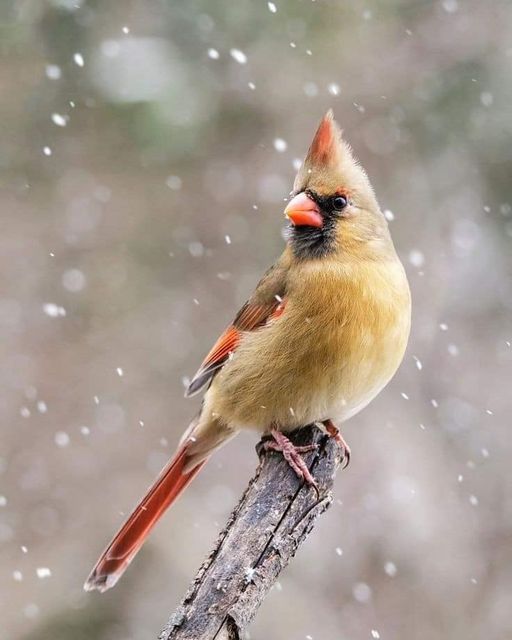 Love_shahkot's tweet photo. Northern cardinal, female bird๐๐๐ฆ๐จ๏ธ
#viral #outplanet #stayandwander #summer #forest #voyage #earthfocus #discovery #nature #travel #wander #winter #snow #adventure #birds #birdphotography https://t.co/rkkuRhog2Q