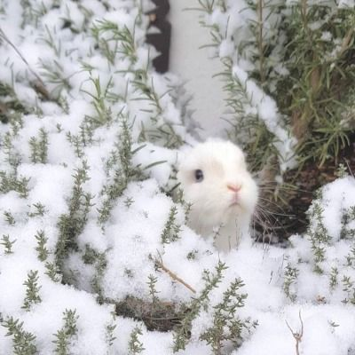 RabbitEveryHour's tweet photo. https://t.co/DMVPfusJAo