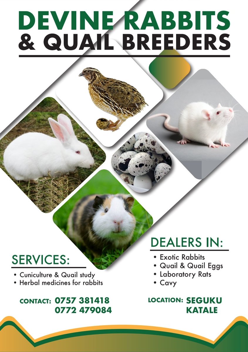 FarmboyUg's tweet photo. @wekesa_amos @Ugandalodgesltd SMALL SPACE FARM, we sell;
• Albino (lab) Rats - for schools/science institutions
• Exotic Rabbit - for Pets
• Gunner Pig - for Pets
• So much more.
We also teach anyone interested.
☎️0757381418 to Visit/ to Order/ for more info
#smallspacefarming https://t.co/fEGnqZZ6E6