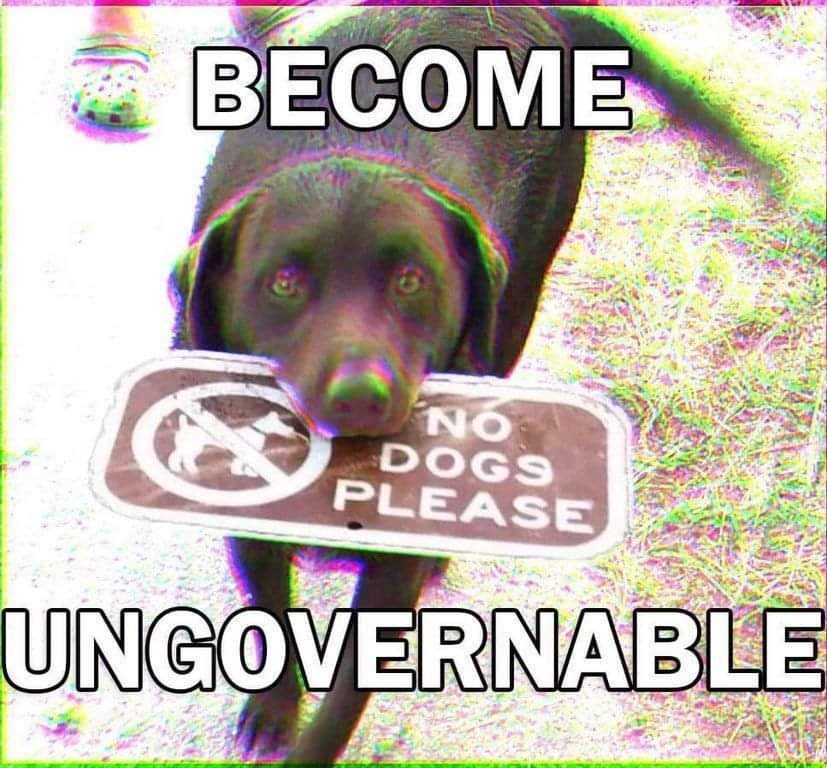 Un labrador tient dans sa gueule un panneau qui interdit la présence de chiens, légendé 