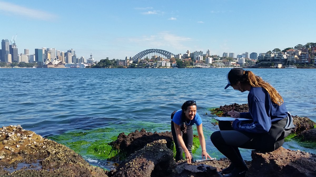 Job!!! Living Seawalls is looking for a Reserach Assistant to join our team & contribute to our award winning research programme! We're looking for and active person who loves being in the field! This full time role is offered by UNSW & Macquarie Uni, 0.5 FTE across each uni.