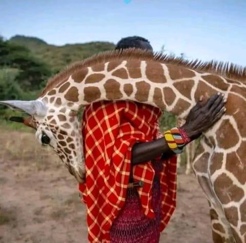 From human-wildlife conflicts to human-wildlife connection. Book a Safari to Kenya, a country with diverse wildlife &amp; breathtaking landscapes. Get to experience human-wildlife connection by feeding the giraffes.💌 info@tembeaafrica.co.ke
#tembeaafrica
#magicalkeya
#kenyawildlife