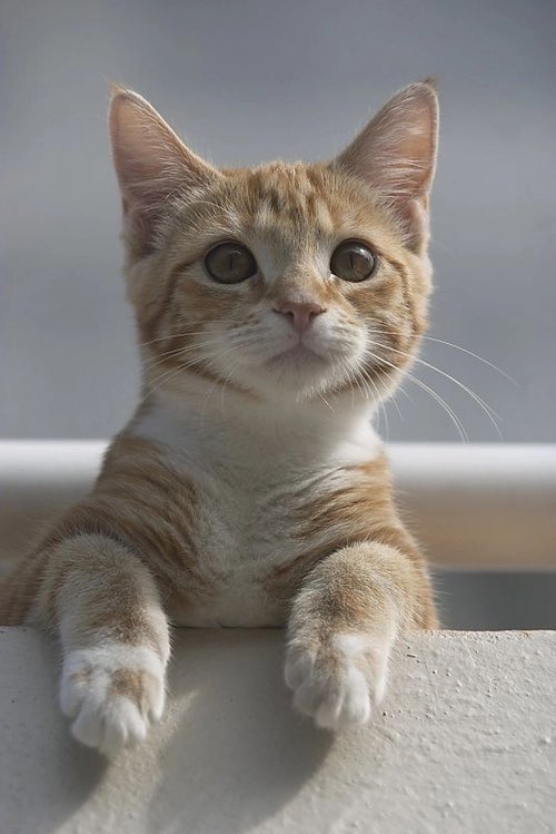 Happy Friday and a beautiful weekend…🌷☃️❄️🐈🩷🤍🧡

#GoodMorningEveryone 🌷 #CoffeeTime ☕️ #WeekendVibes ☃️ #CatsLover 🩷 #BeKindAlways 🤍 #PeaceAndLove 🕊️