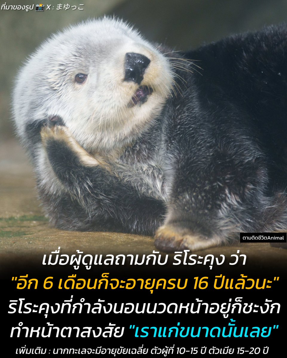 ตามติดชีวิตAnimal tweet media