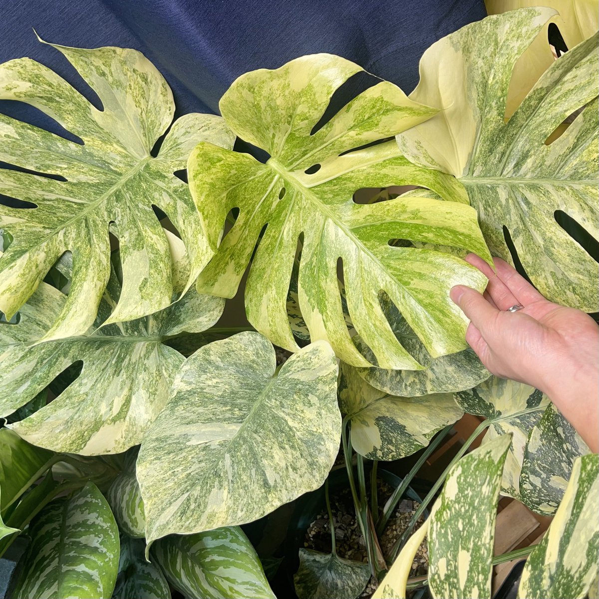 グリーンスノー良くなってきた☺️✨ #モンステラ #monstera #greensnow