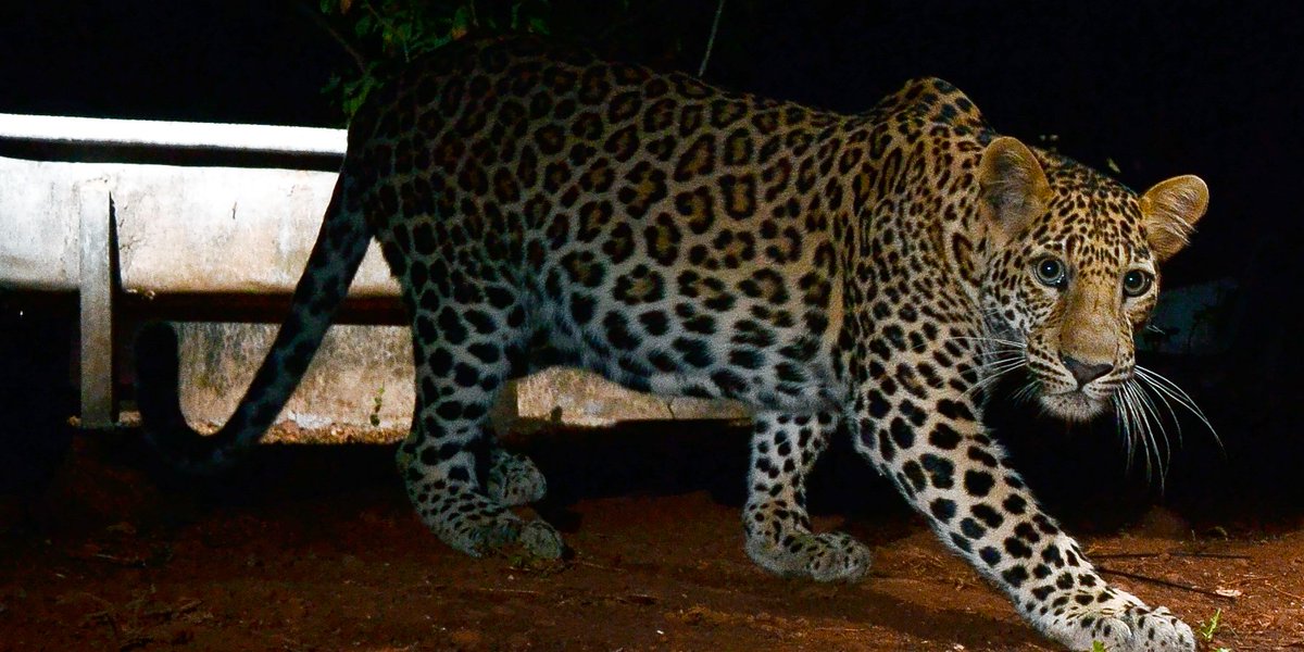 Ranjeet Shamal Bajirao Jadhav (@ranjeetnature) on Twitter photo Wild elegance in the heart of the urban jungle.
Picture credit: <a href="/ranjeetnature/">Ranjeet Shamal Bajirao Jadhav</a> Wild elegance in the heart of the urban jungle.
Picture credit: <a href="/ranjeetnature/">Ranjeet Shamal Bajirao Jadhav</a>