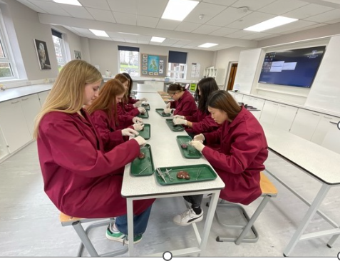StSwithunsBio's tweet photo. U6 biologists took part in the dissection of sheep kidneys, to learn more about the structure and function of the different tissues involved in excretion. https://t.co/7GqgPNLI28