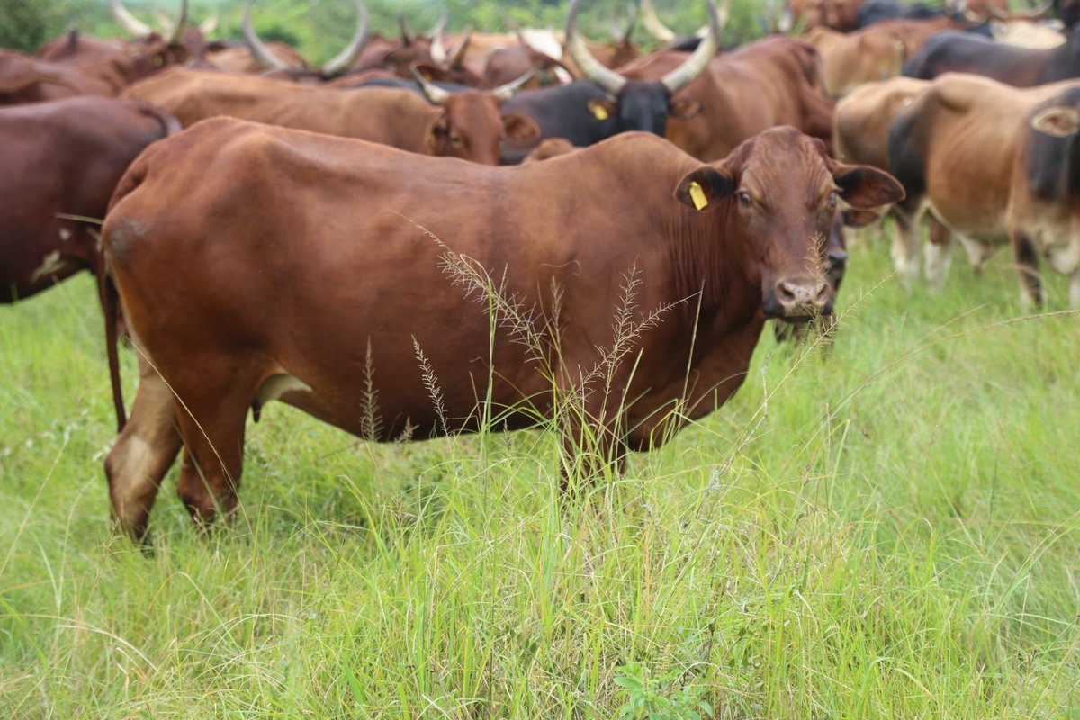 Archbishop Stephen Kaziimba tweet media