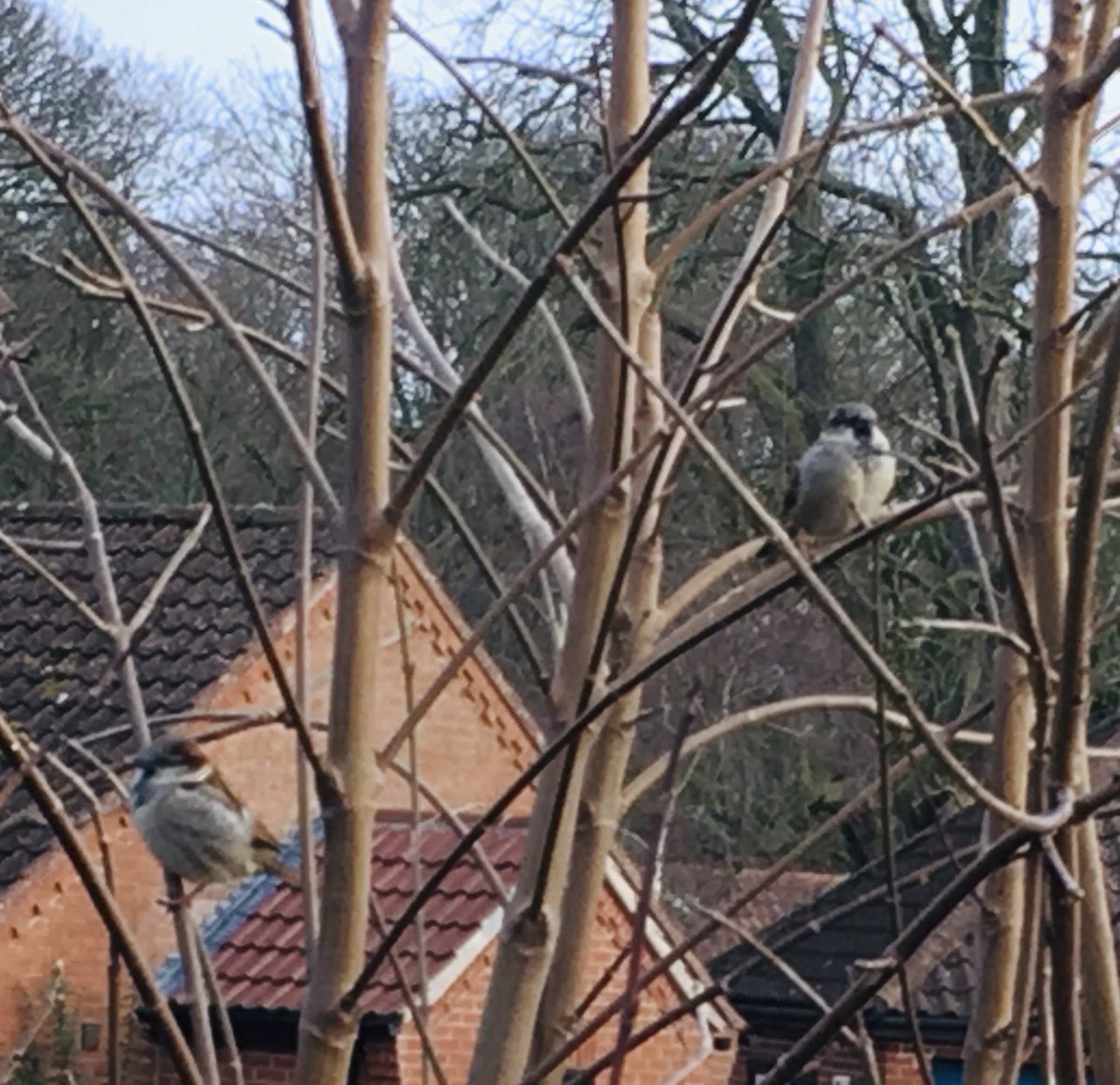 First bird(s) of my day, the chirpy little House Sparrows by the bus stop. Love watching them flitting between the branches while I wait for my bus. @SandersCoaches⁩ 🐦 🚌

#FirstBirdOfMyDay
#BirdingByBus