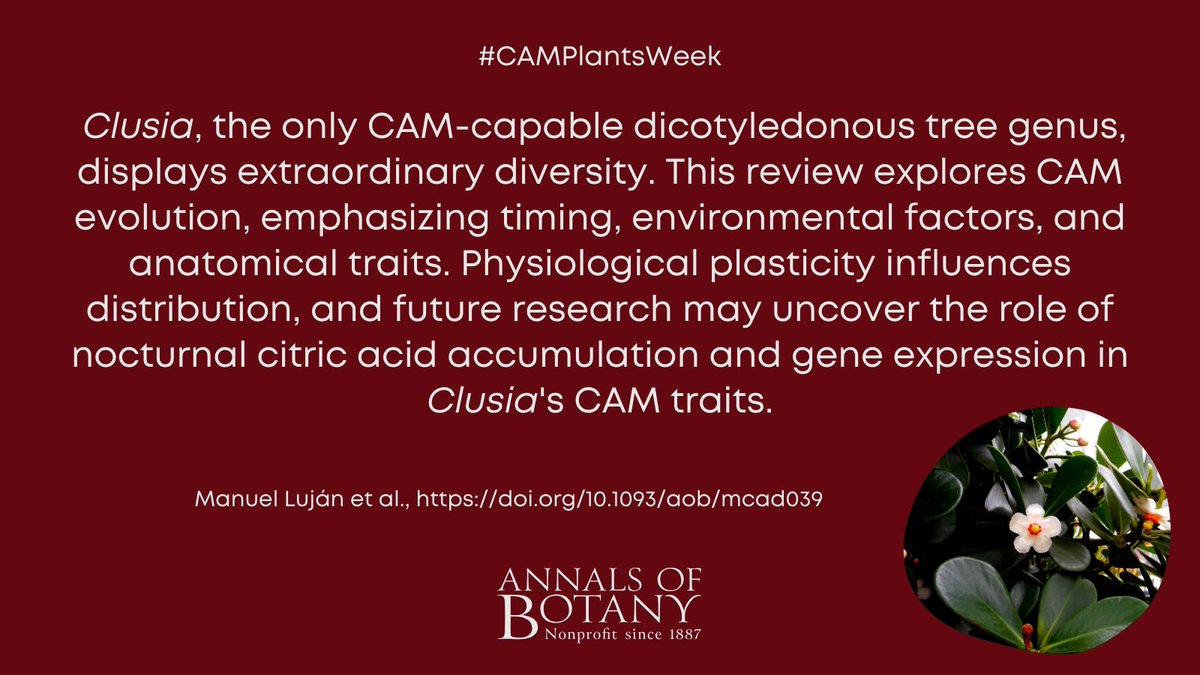 Annals of Botany (@annbot) on Twitter photo 🌵 #CAMPlantsWeek
Forty years of research into crassulacean acid metabolism in the genus Clusia: anatomy, ecophysiology and evolution by Manuel Luján and co-authors in <a href="/annbot/">Annals of Botany</a>
#openaccess article
👉botany.fyi/lUzSGZ
#PlantScience #Botany 🌵 #CAMPlantsWeek
Forty years of research into crassulacean acid metabolism in the genus Clusia: anatomy, ecophysiology and evolution by Manuel Luján and co-authors in <a href="/annbot/">Annals of Botany</a>
#openaccess article
👉botany.fyi/lUzSGZ
#PlantScience #Botany