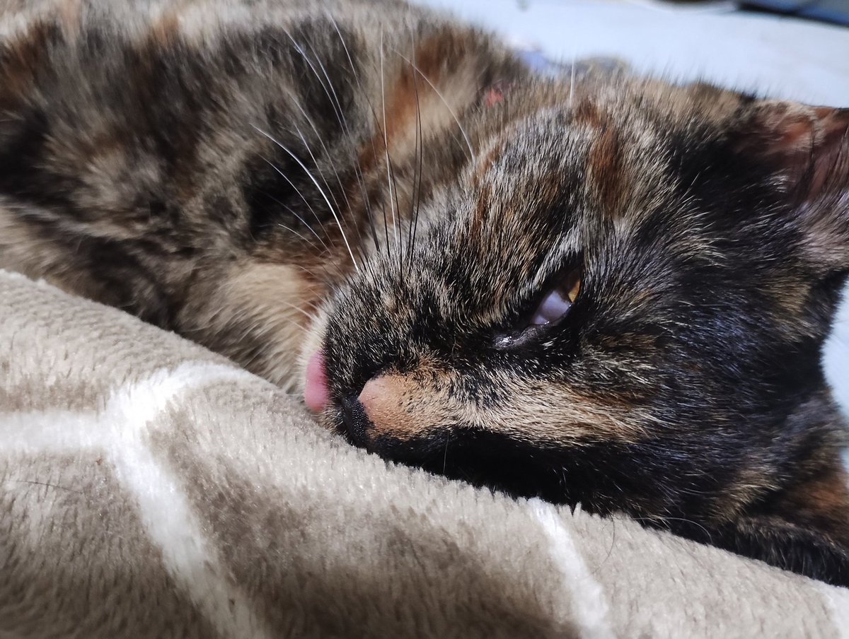 Toge93728619's tweet photo. うん、半目でもベロ出てても可愛い。(お昼寝中)
 # 猫
 #サビ猫はいいぞ https://t.co/t6T18p3GBX