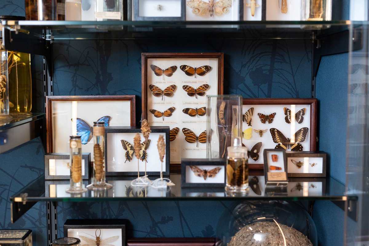 Flutter over to the Grant Museum soon and see our new invertebrate displays. Re-opening 6 February! Come and see us Tuesday to Friday 1-5pm and Saturday 11am–5pm, free admission. Read more about our reopening: bit.ly/3UqzOBw 📸James Tye #museums #ucl #london