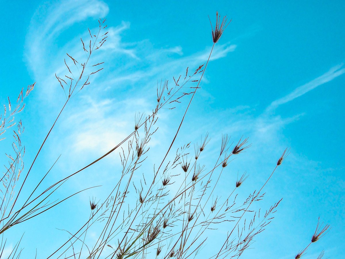 SyedShaheeer's tweet photo. When the sky is blue, all is right in the world 💙🌾🦋
#sky #skyblues #nature #natural #portraitphotography #photography #photooftheday #PhotoMode #PhotographyIsArt #FlowersOnFriday #flowerpictures https://t.co/GbrS6unXtm