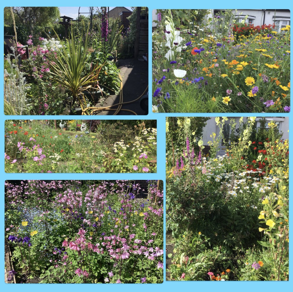 #GoodMorningTwitterfriends  it’s #FiveOnFriday  #SummertimeChaos  in the garden. . (Different areas and times) 😂🥰